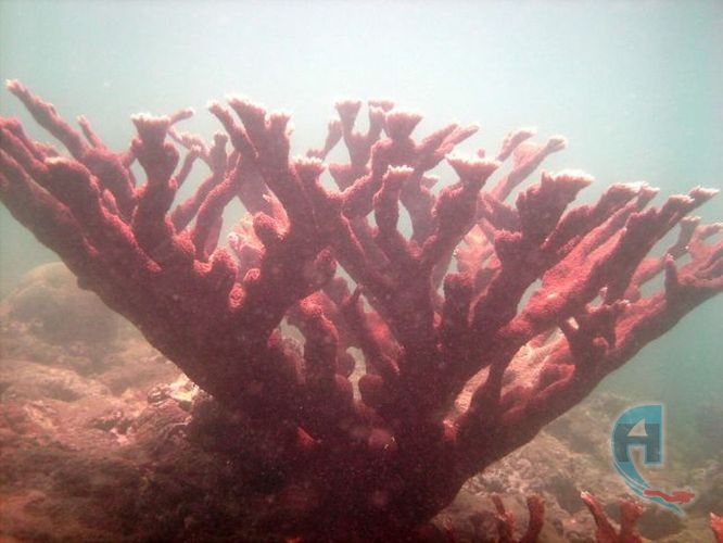 coral cuerno de lace
